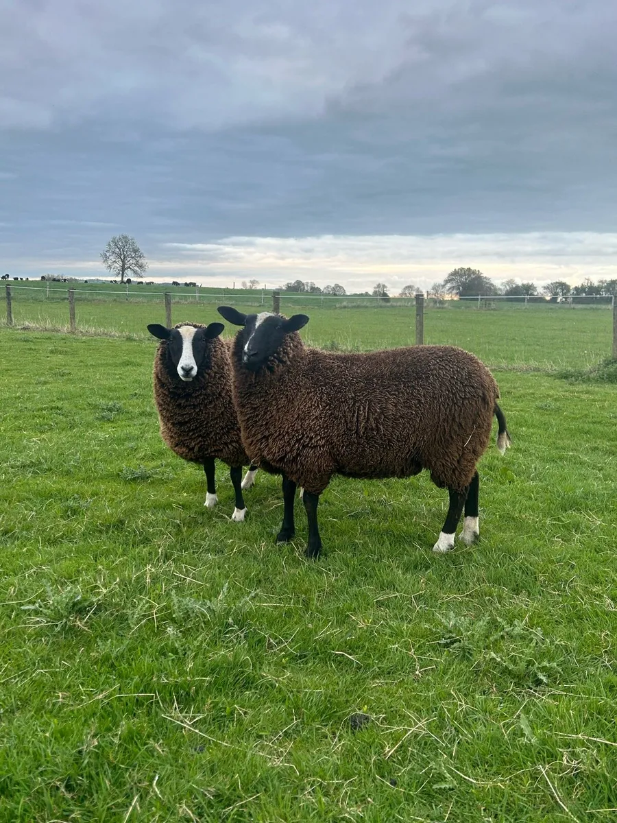 Zwartbles Sheep - Image 3