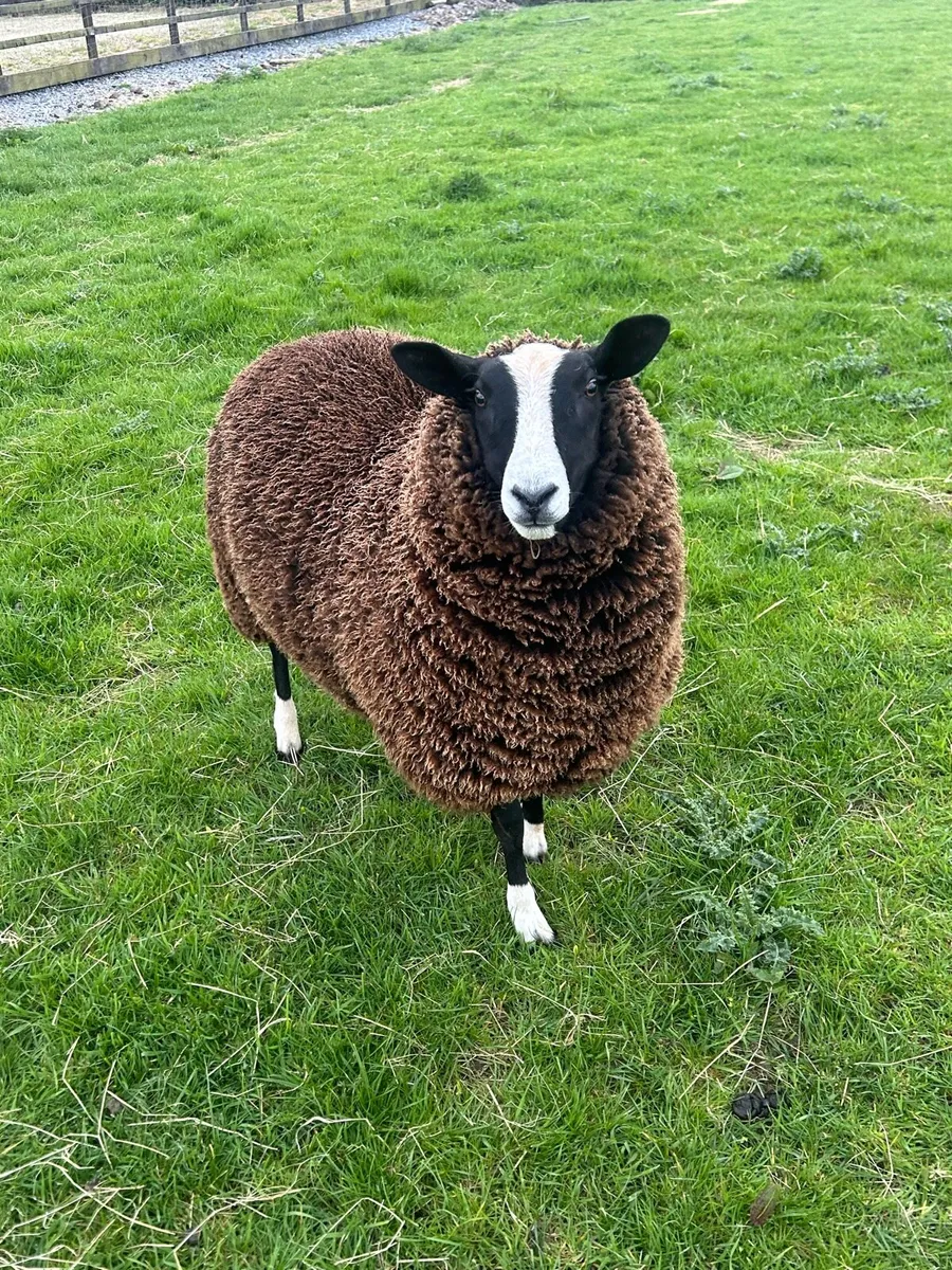 Zwartbles Sheep - Image 4