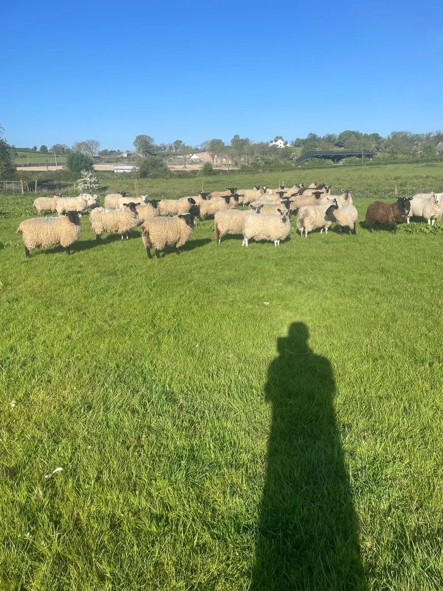 Ewe hoggets  for breeding - Image 2