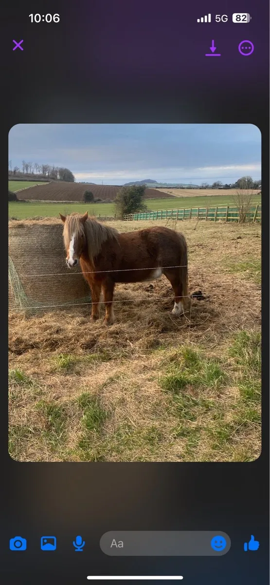Mare (child’s pony)