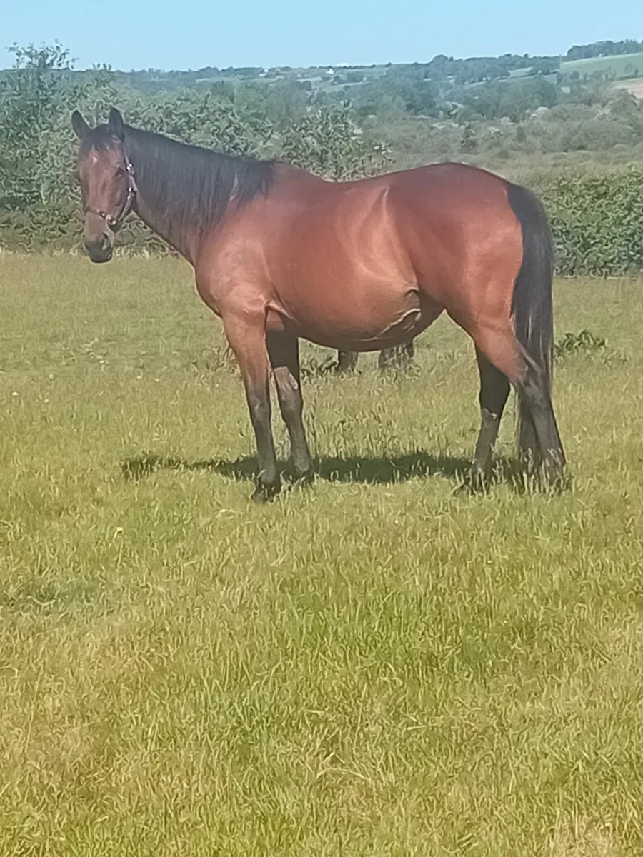 Mare in foal(covering fee paid) - Image 1