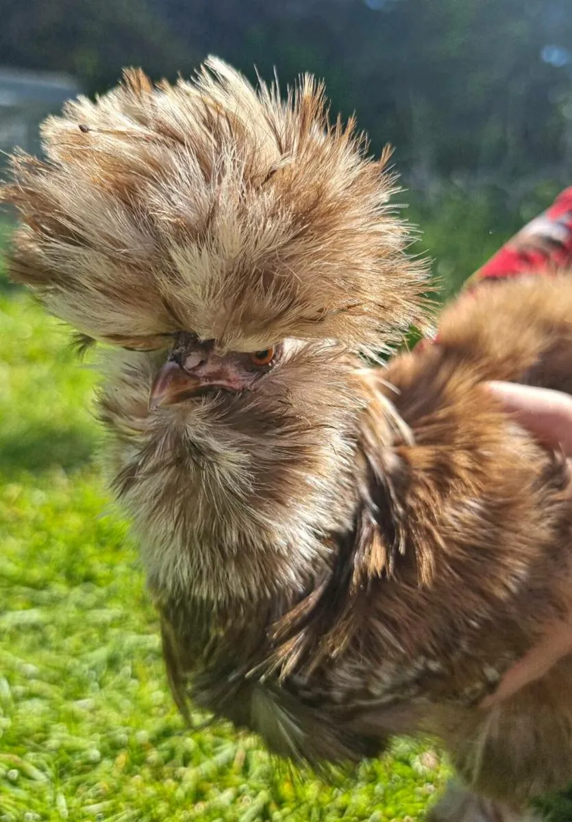 USA silkie hatching eggs - Image 2