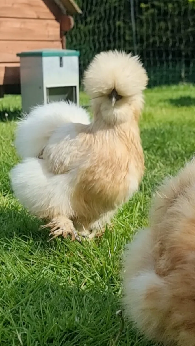 USA silkie hatching eggs - Image 1