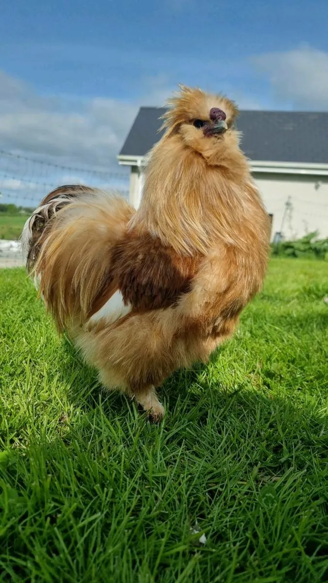 USA silkie hatching eggs - Image 3