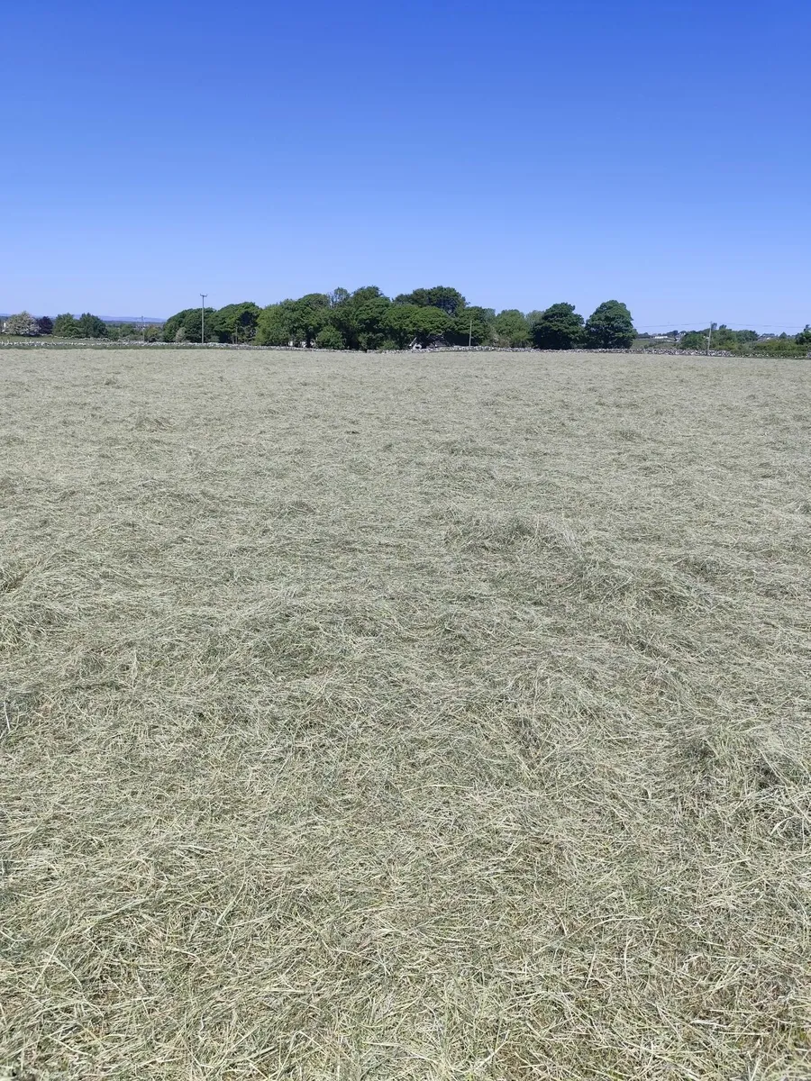 Hay - Image 2