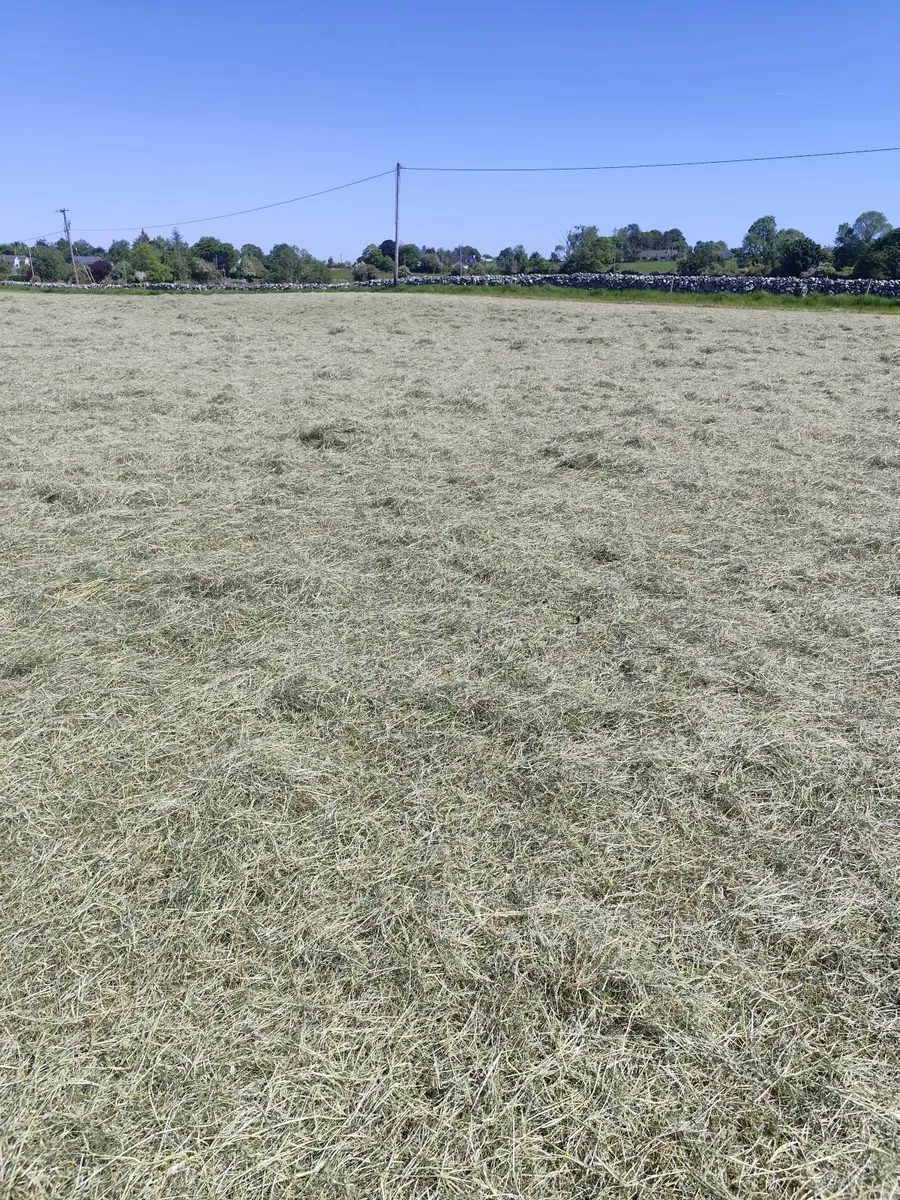 Hay - Image 3