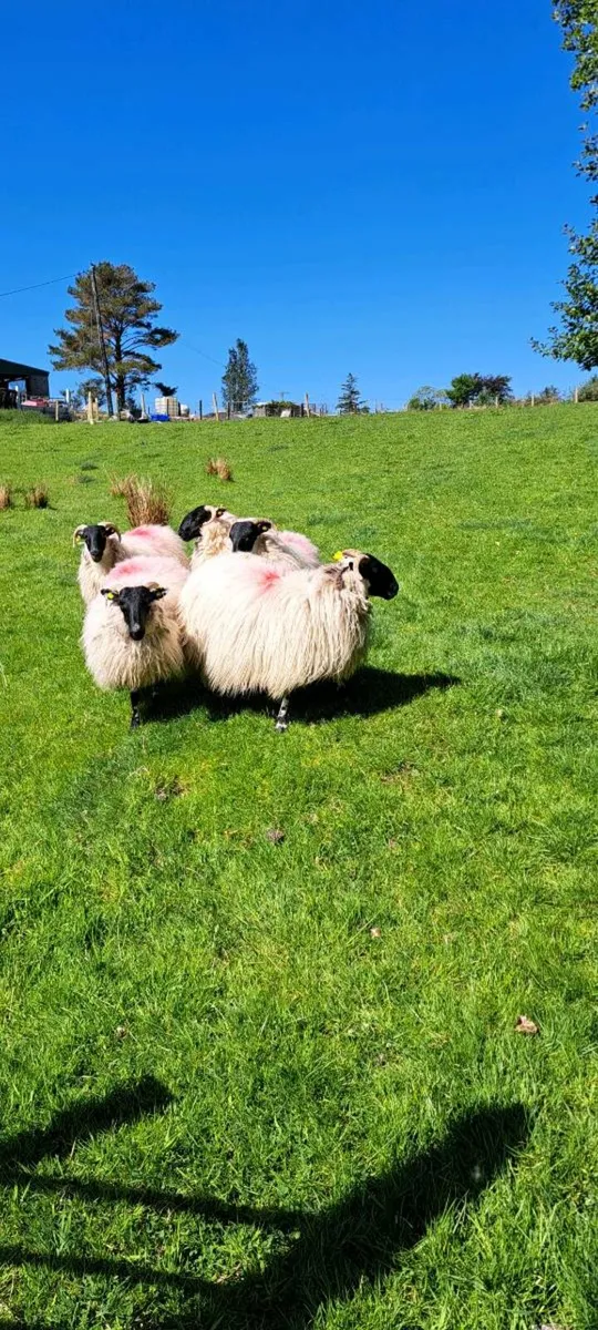 5 x Year Old Ewes - Image 2