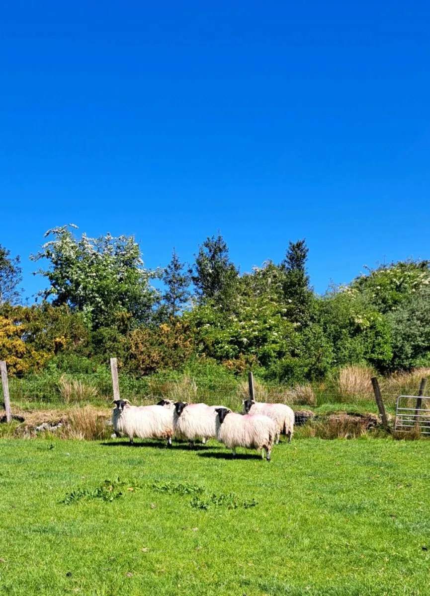 5 x Year Old Ewes - Image 3