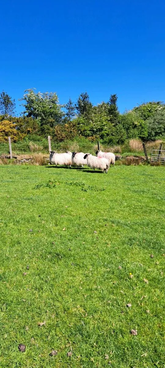 5 x Year Old Ewes - Image 4