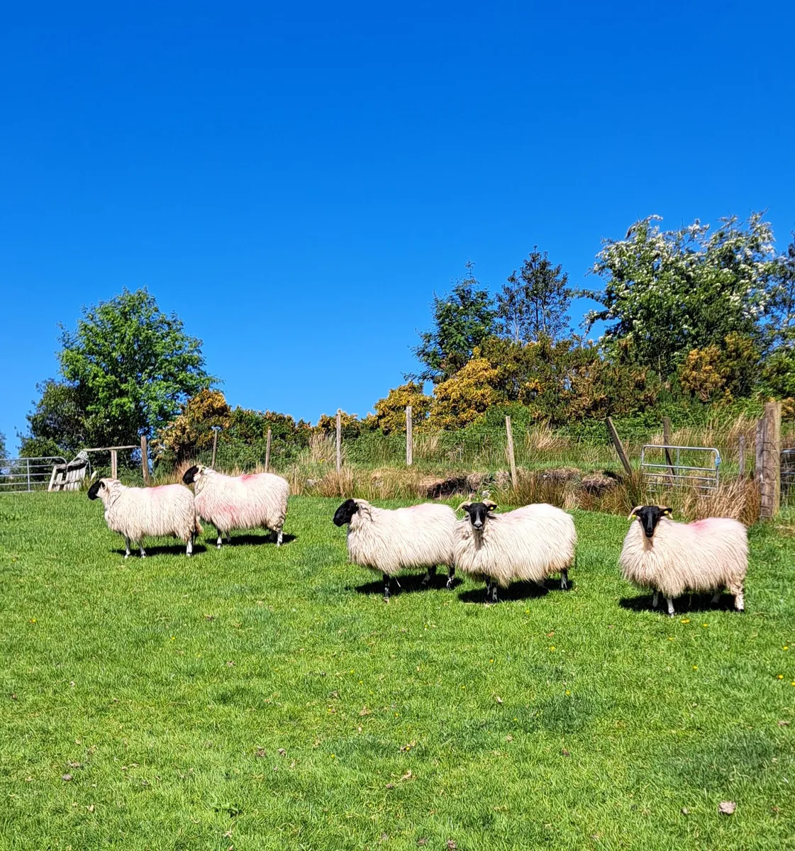 5 x Year Old Ewes - Image 1