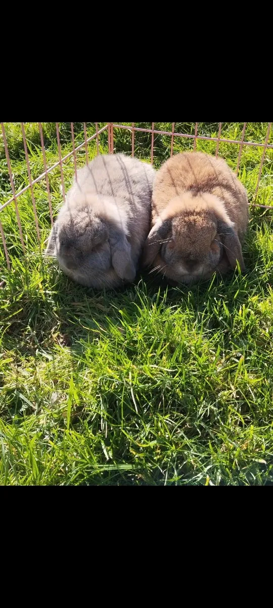 Mini Lop Rabbits - FREE