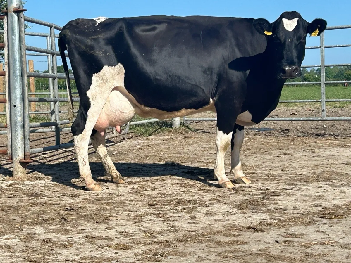 Friesan foster cow - Image 1