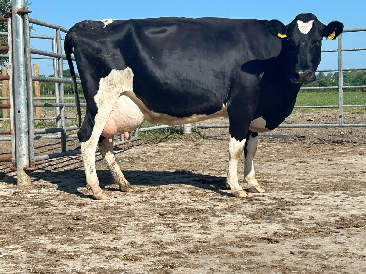 Friesan foster cow - Image 2