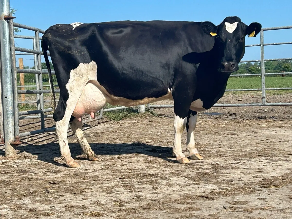 Friesan foster cow - Image 3