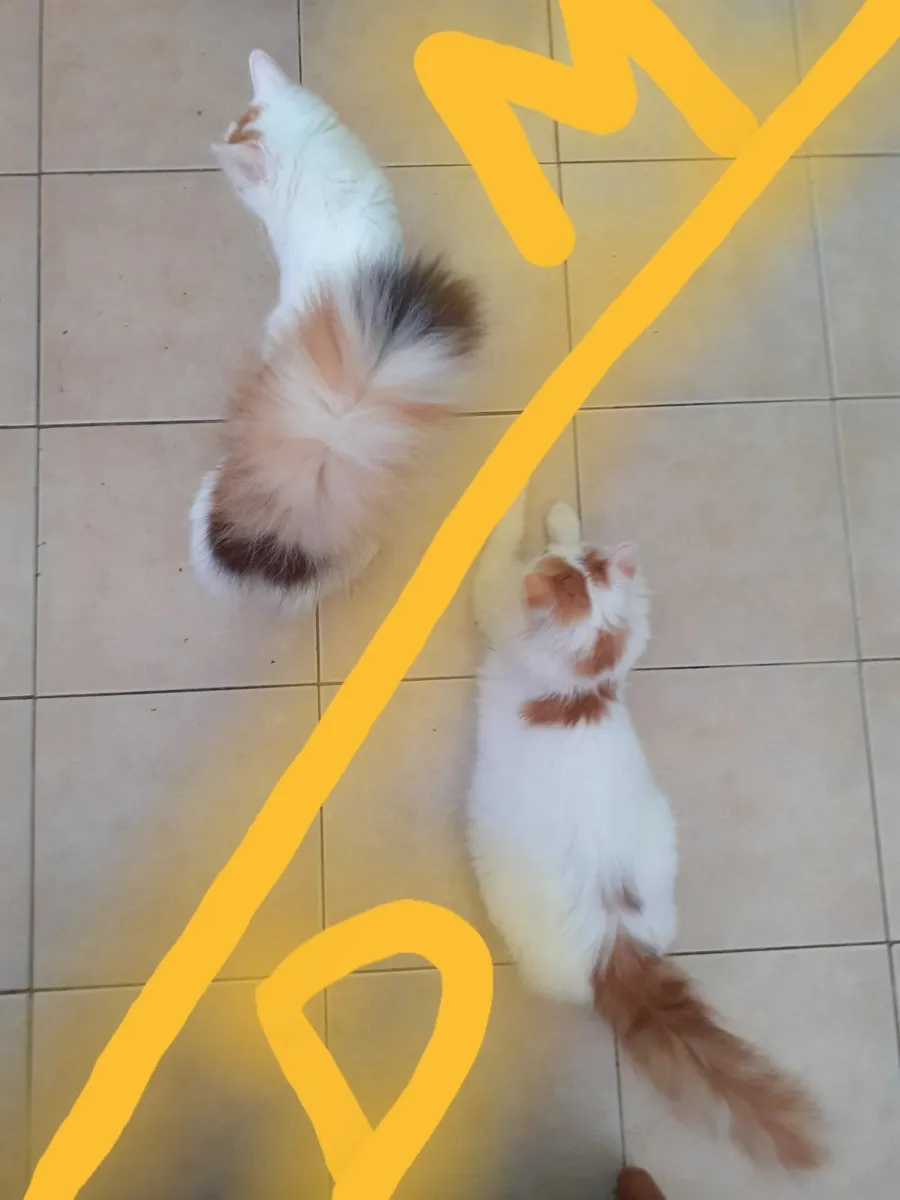 Turkish Van Kittens - Image 3