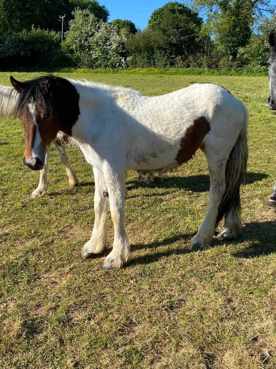 Filly - Image 1