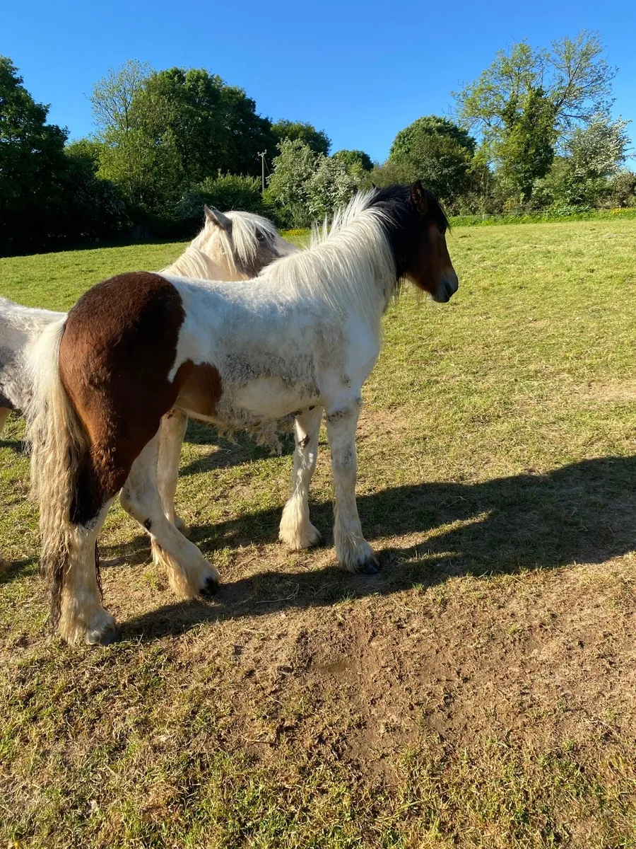 Filly - Image 2