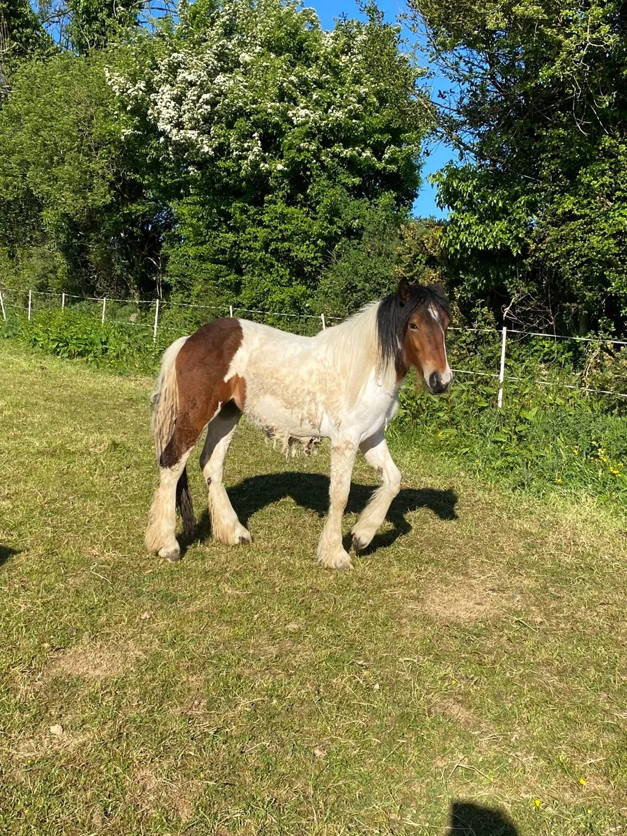 Filly - Image 3