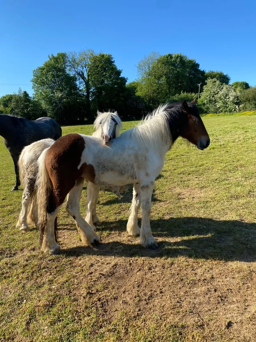Filly - Image 4