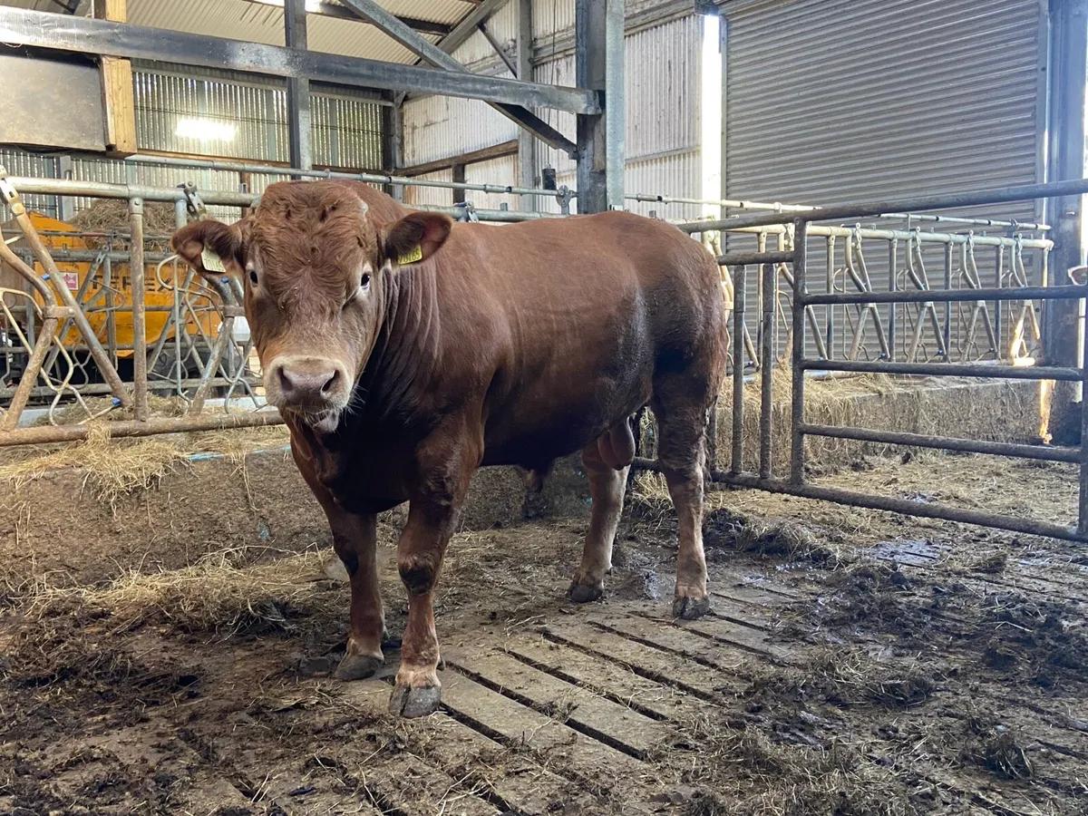 Limousin Bull - Image 1