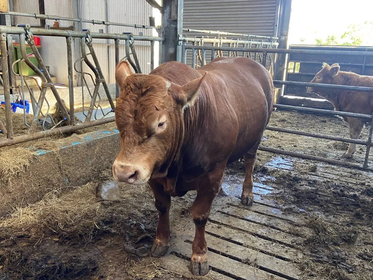 Limousin Bull - Image 2