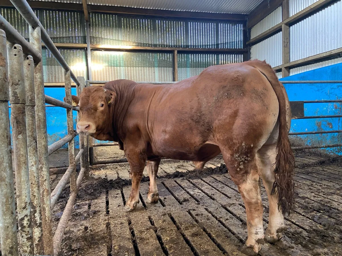 Limousin Bull - Image 3
