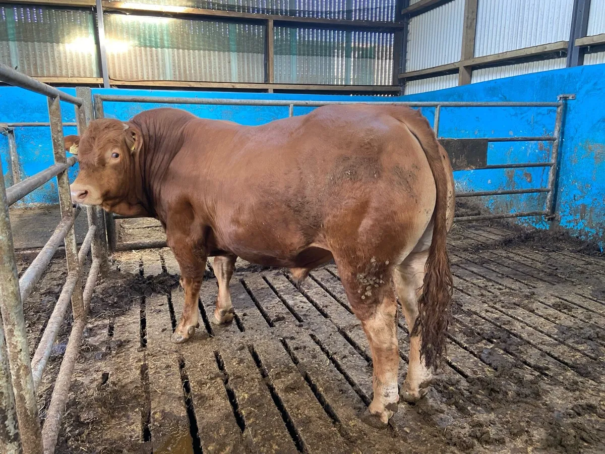 Limousin Bull - Image 4
