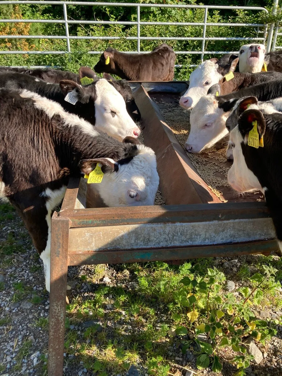 SUPER QUALITY HEIFER RUNNERS - Image 1