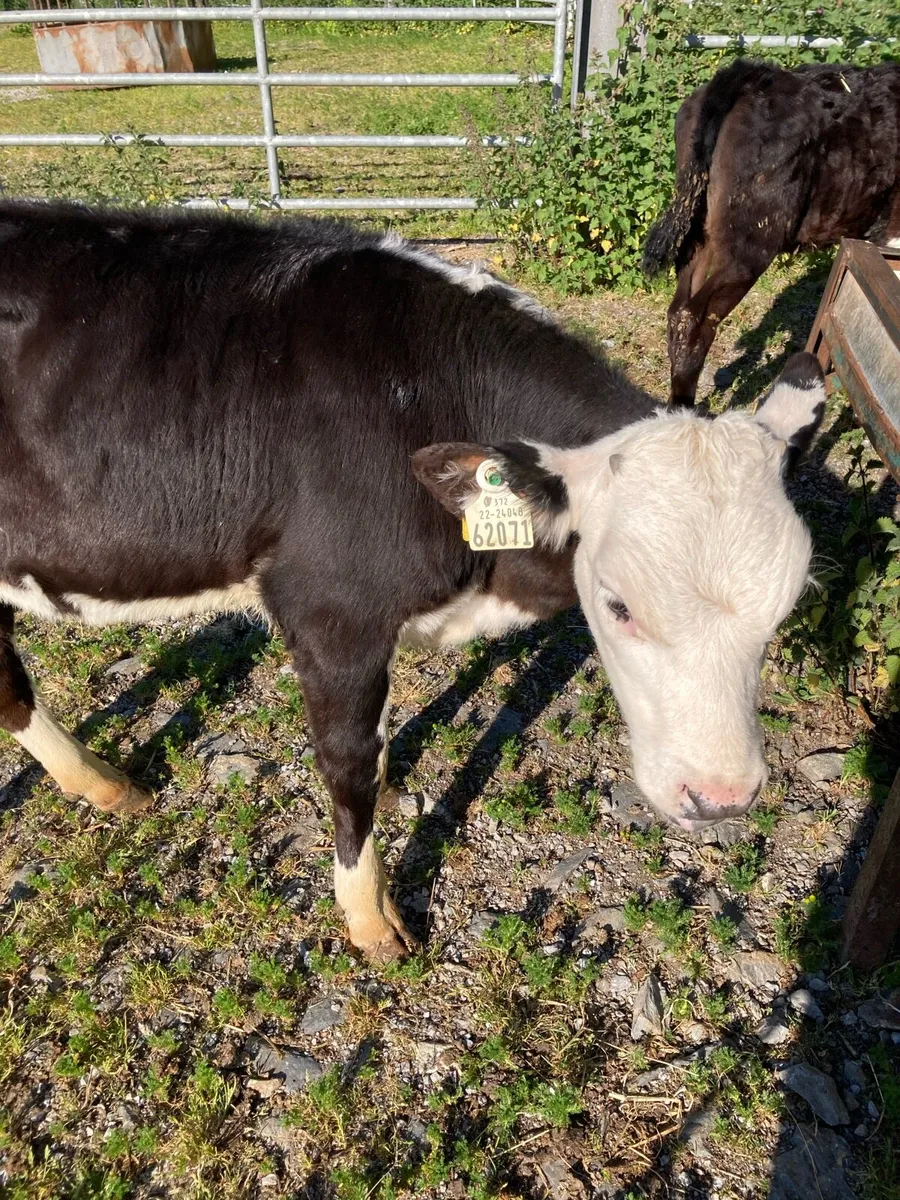 SUPER QUALITY HEIFER RUNNERS - Image 2
