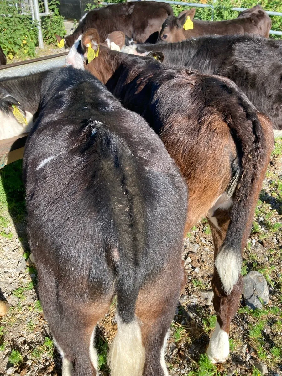 SUPER QUALITY HEIFER RUNNERS - Image 3