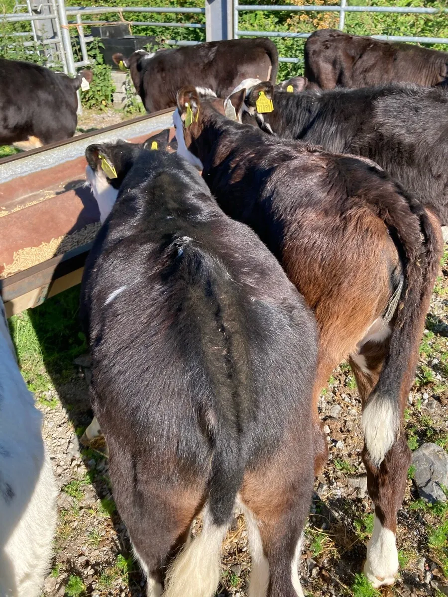 SUPER QUALITY HEIFER RUNNERS - Image 4