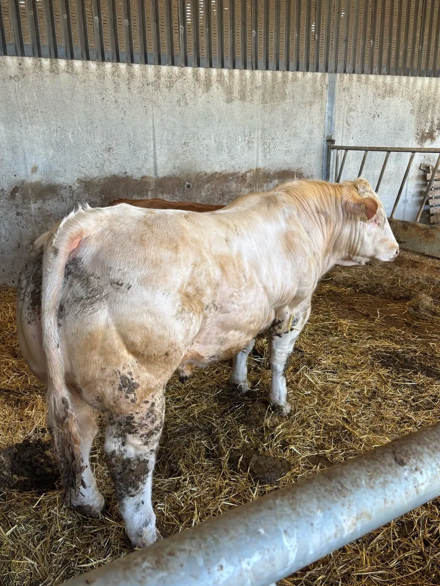 Charolais bull - Image 1