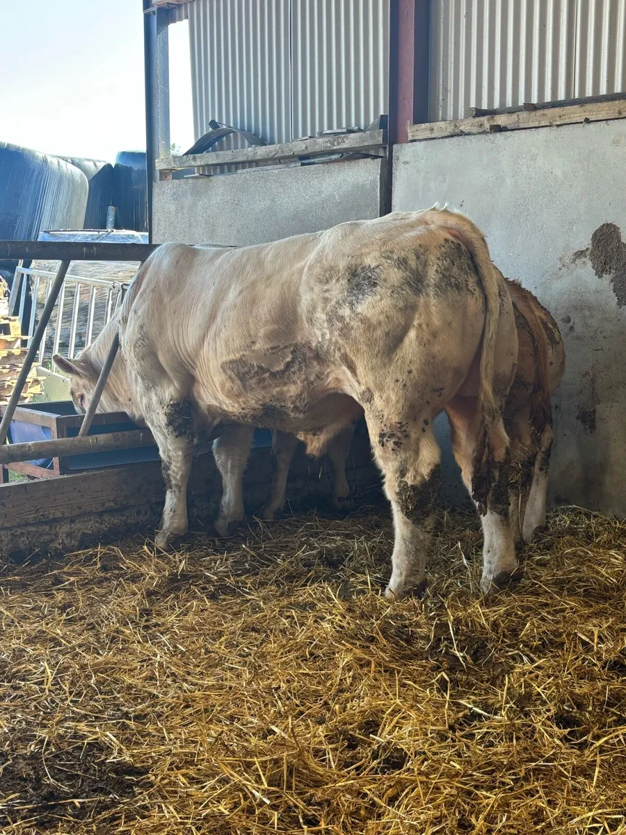 Charolais bull - Image 3