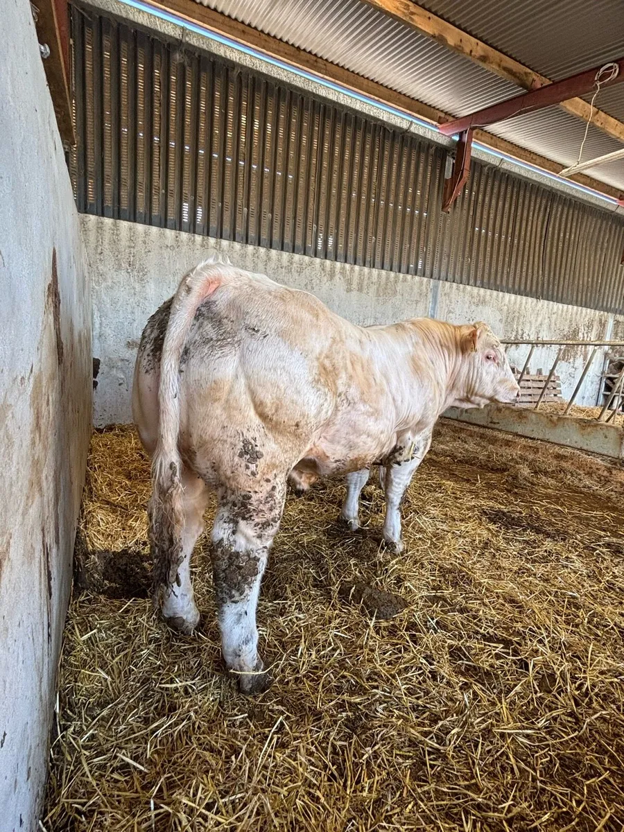 Charolais bull - Image 4