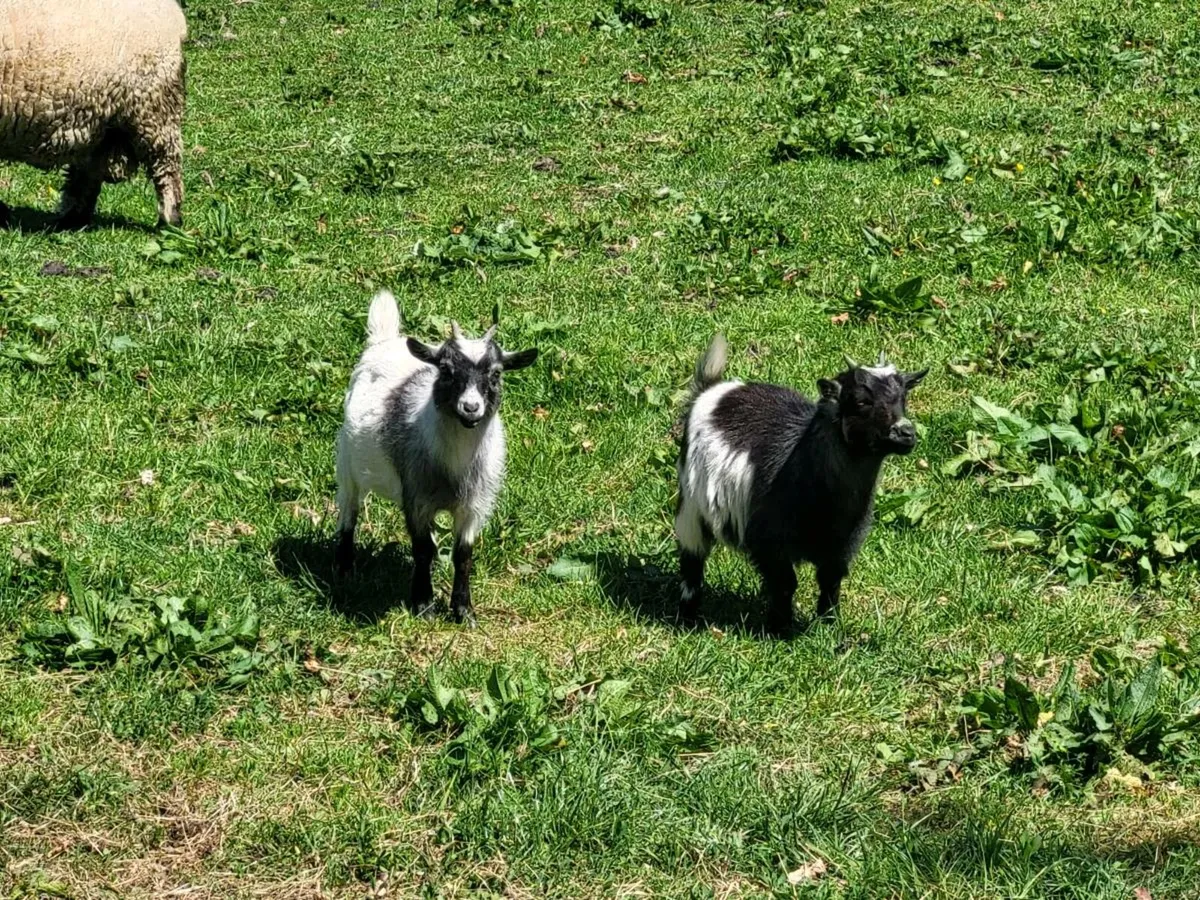 Pygmy Goats - Image 1