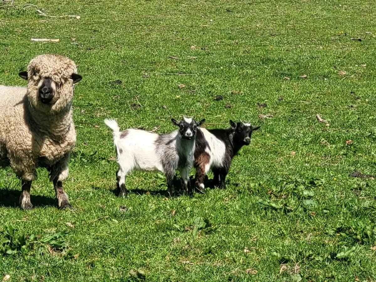 Pygmy Goats - Image 2