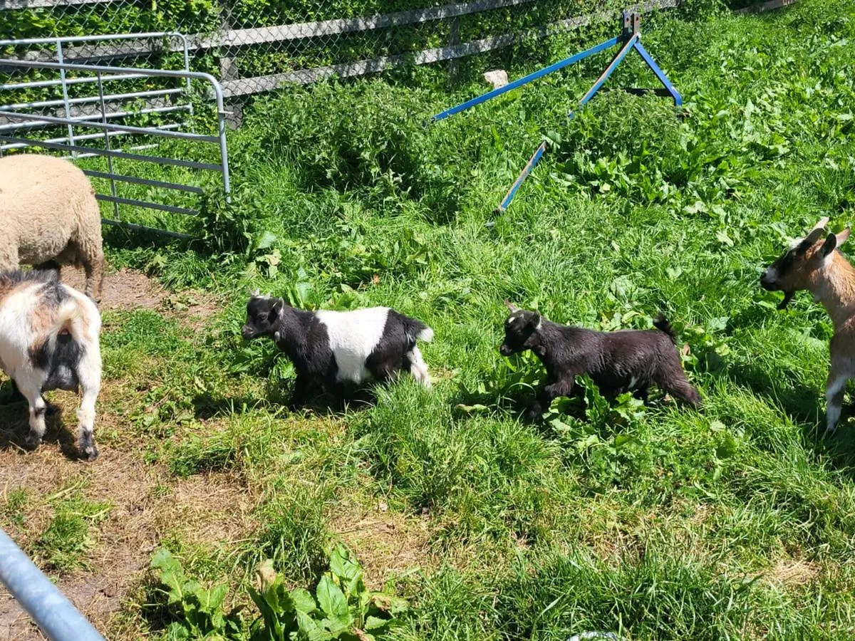 Pygmy Goats - Image 3