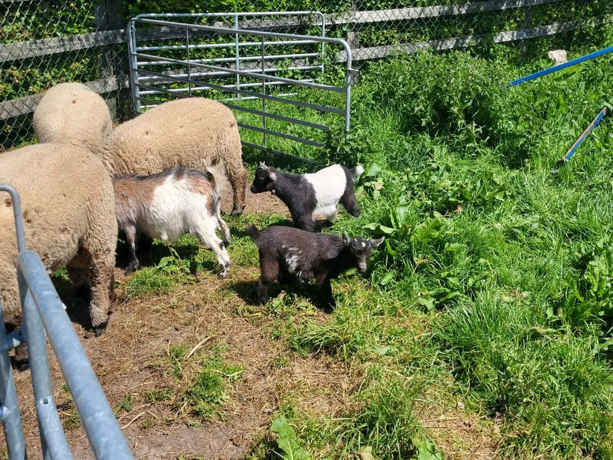 Pygmy Goats - Image 4