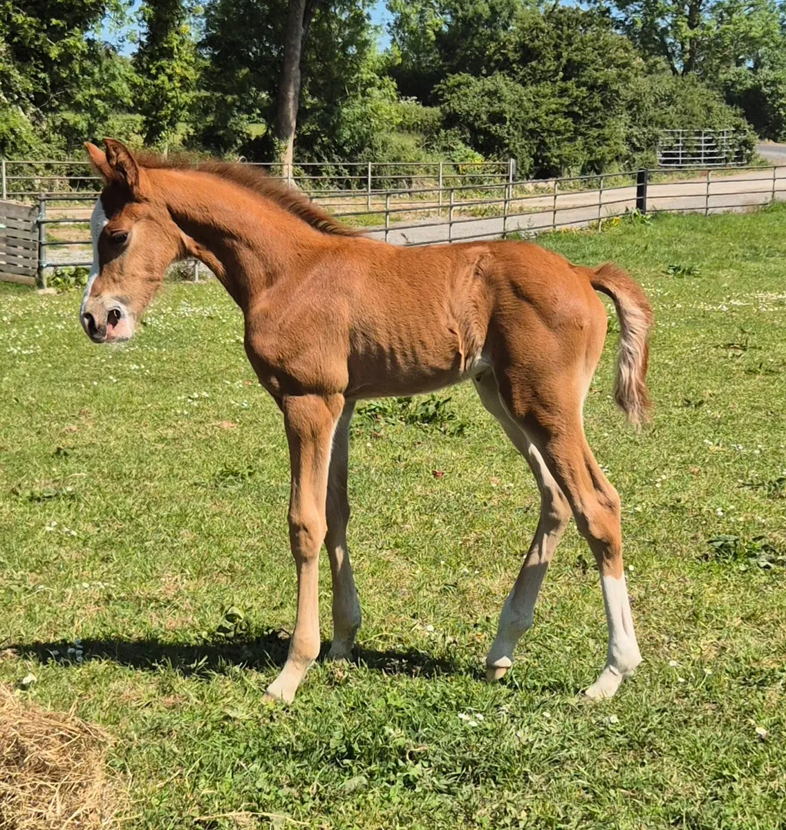Mare and colt foal for sale - Image 1