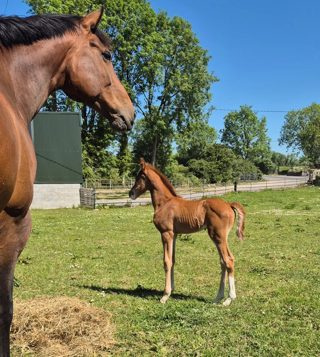 Mare and colt foal for sale - Image 2