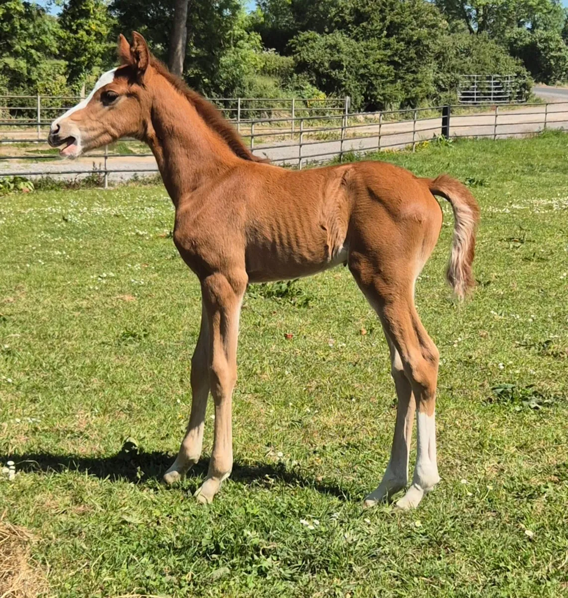 Mare and colt foal for sale - Image 3