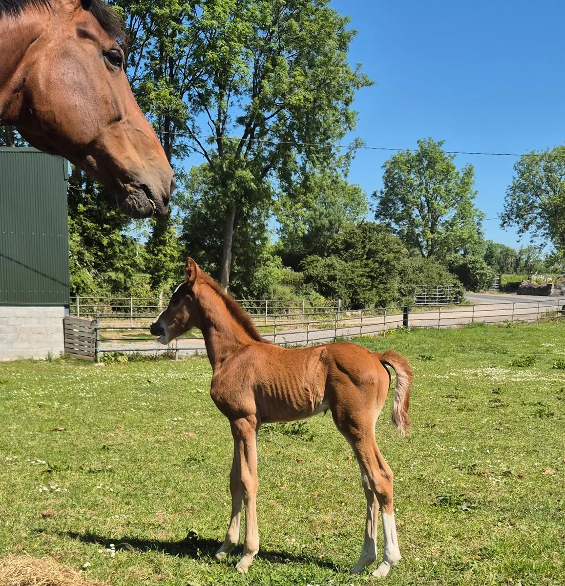 Mare and colt foal for sale - Image 4