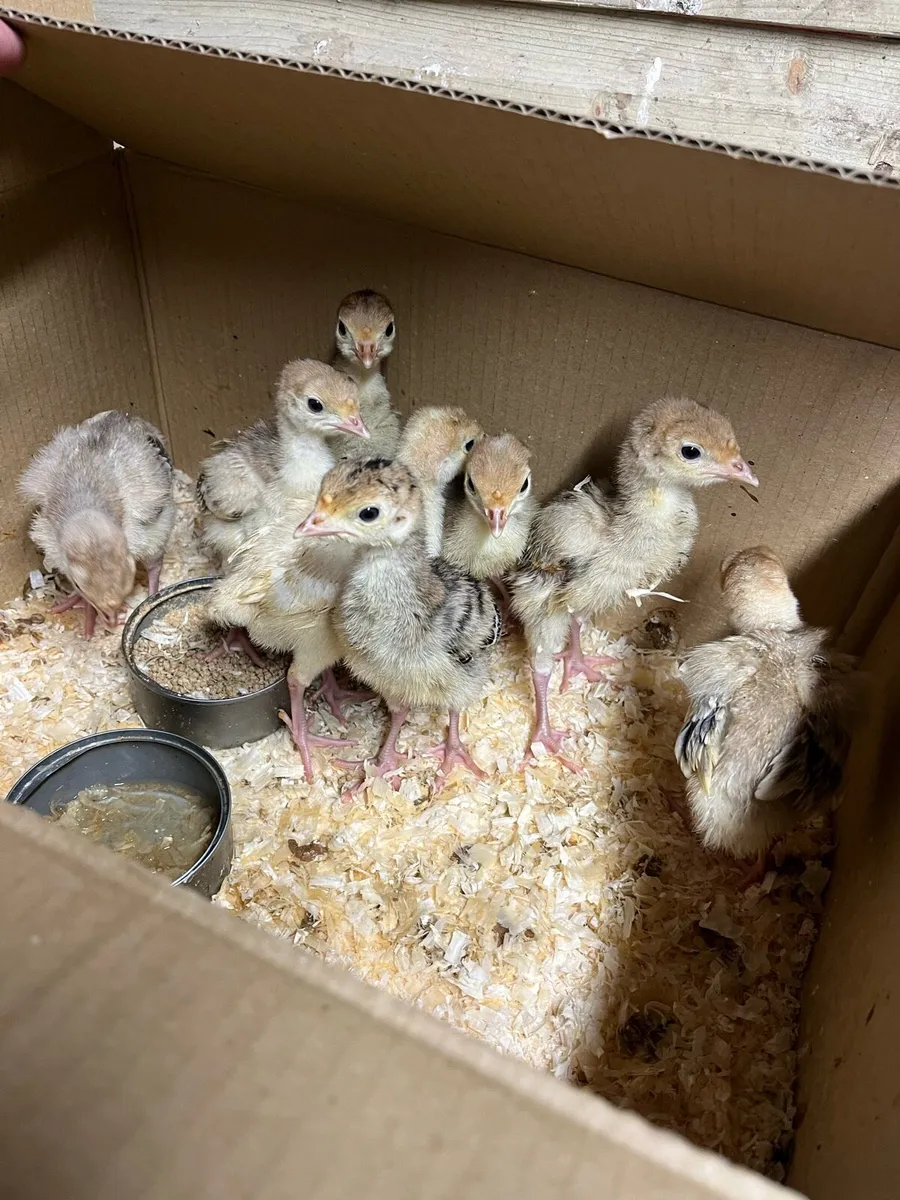 Week old turkey chicks - Image 1