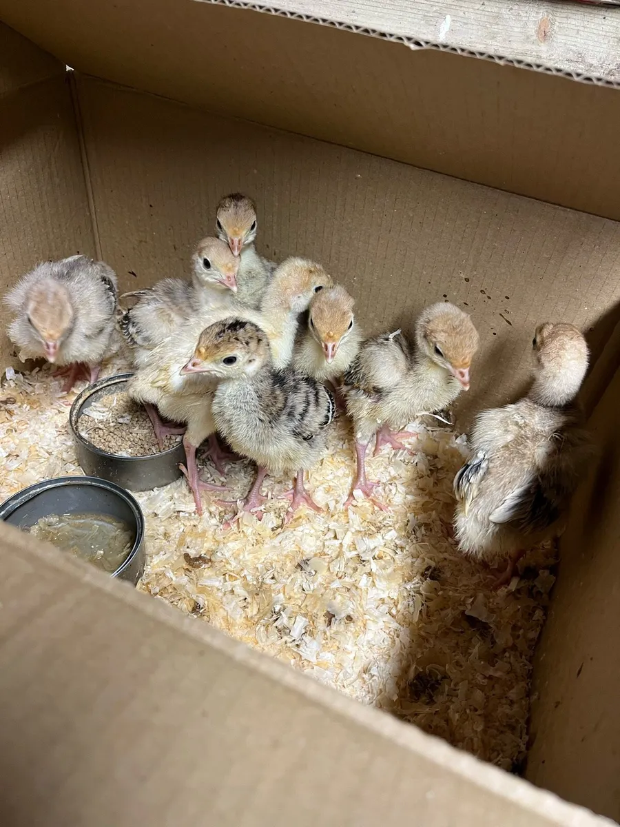 Week old turkey chicks - Image 2