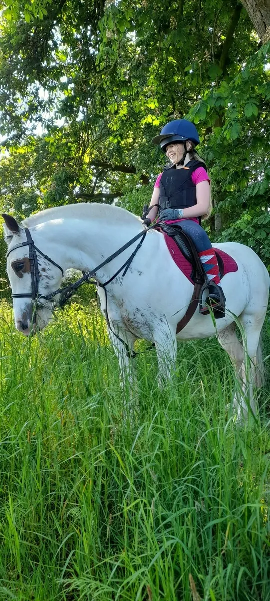 Pony 13.1 mare - Image 3