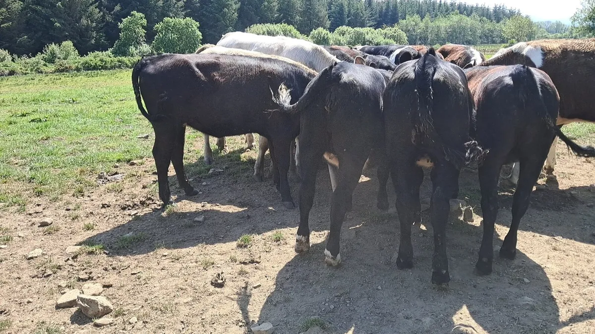 15  Heifers - Image 1