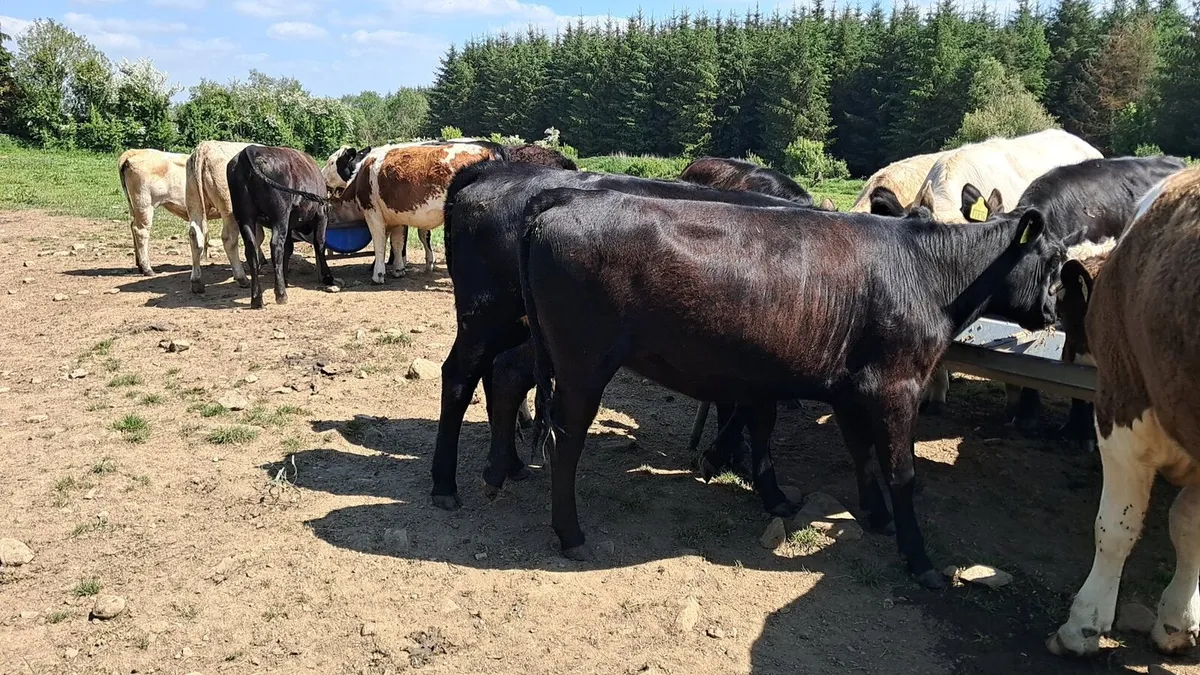 15  Heifers - Image 4