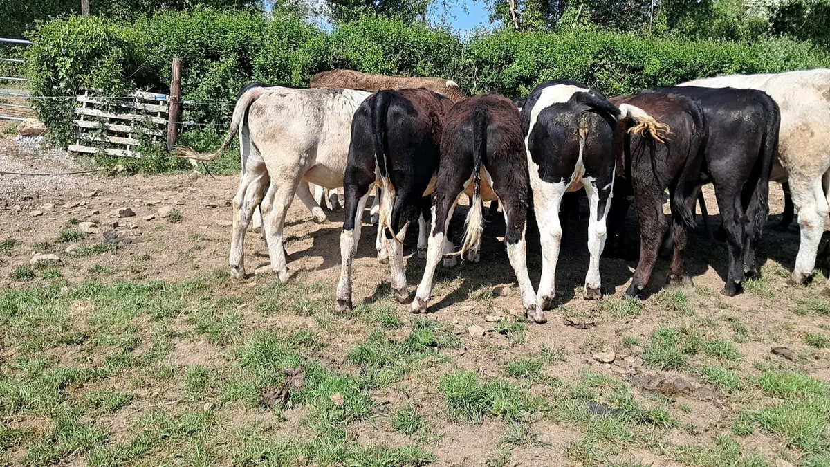 15  Heifers - Image 2
