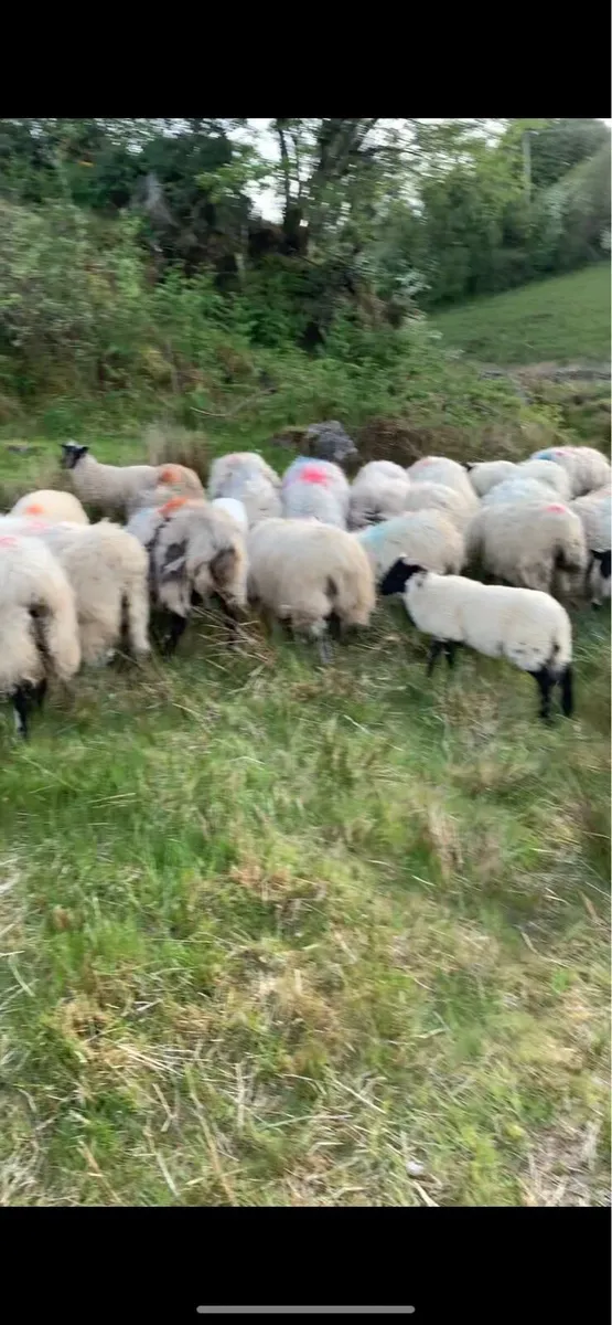 Ewes and lambs - Image 1