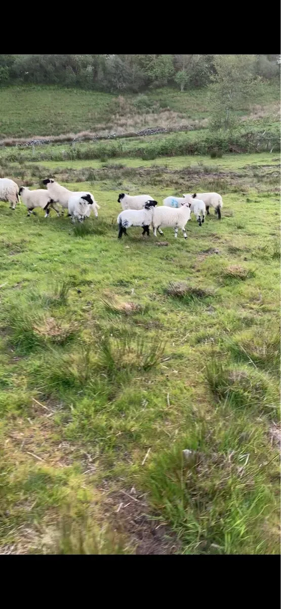 Ewes and lambs - Image 2